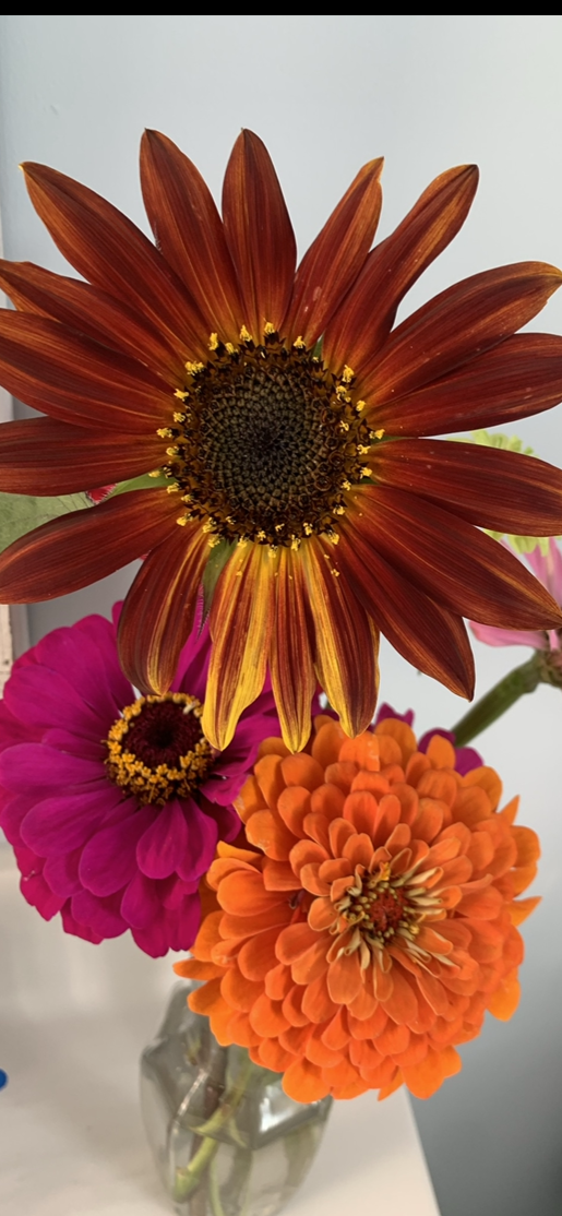 Colorful bouquet of sunflowers and other flowers in a clear vase against a light gray wall.